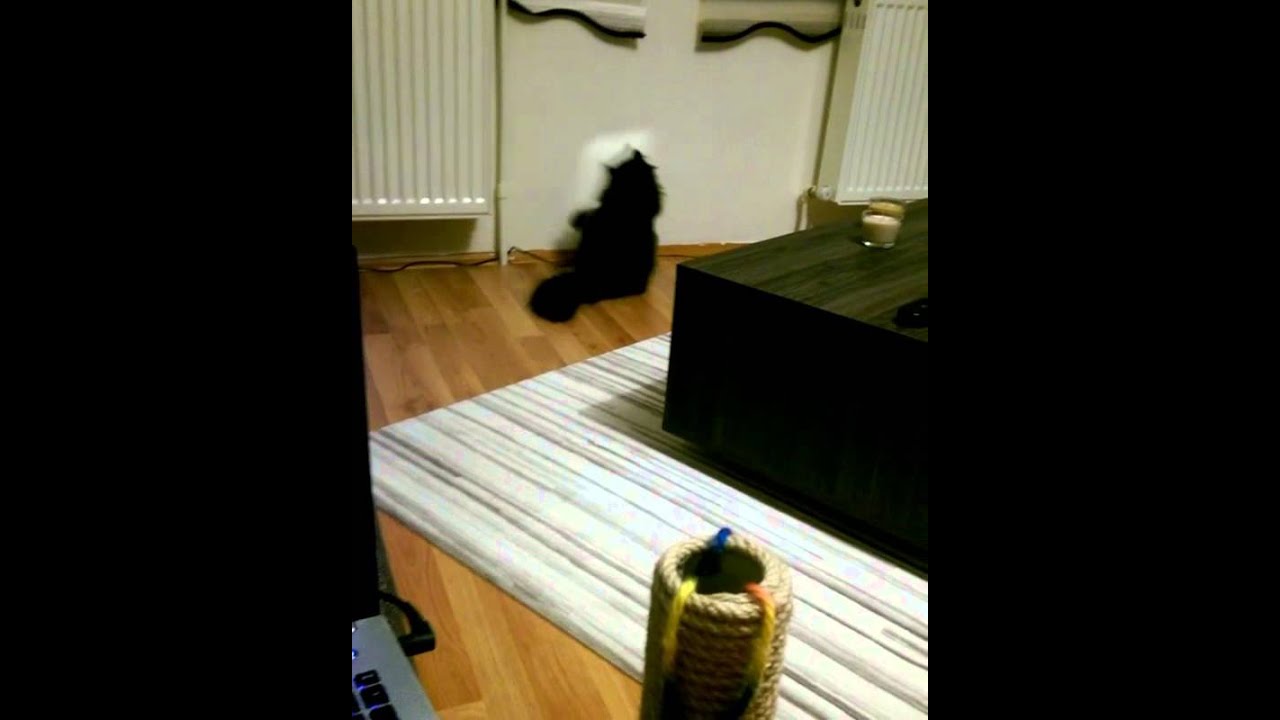 oryantal oynayan kedi ) YouTube