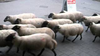 Schaaps Kudde Bij Rocca In Gulpen