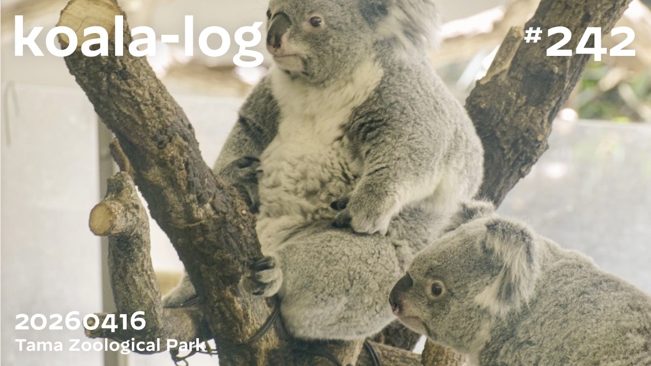 koala-log] コアラログ #242 多摩動物公園 260416 🐨 - YouTube