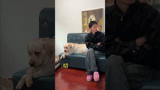 Arguing expert # How can this dog look so human-like # Cute pet