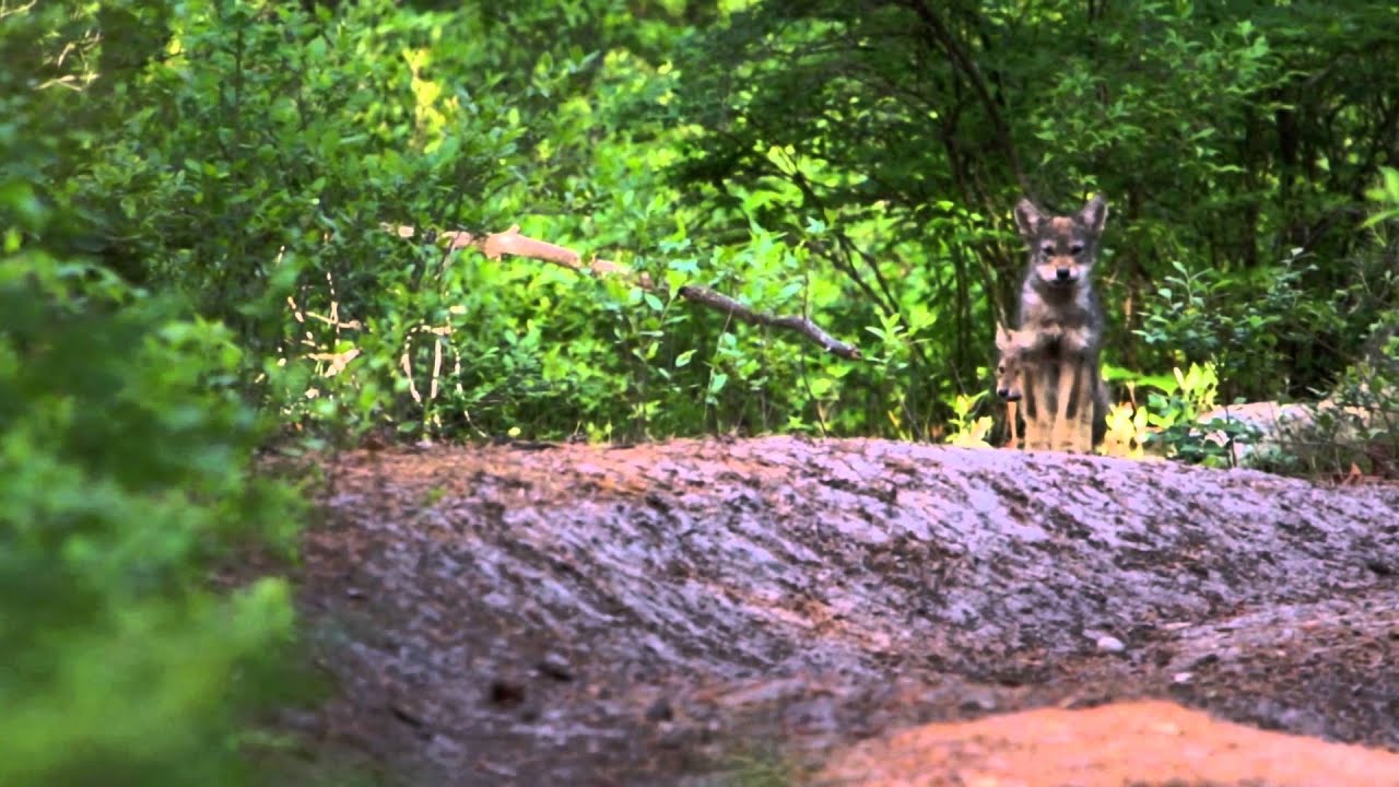 Paddling and Protecting the New Jersey Pine Barrens