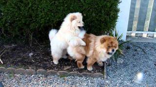 Ewok Le Chiot Chow Chow Obsede Youtube