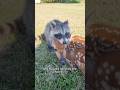 From lonely to loved:the healing journey of a little deer #shorts #deer #animals #heartwarming #pet