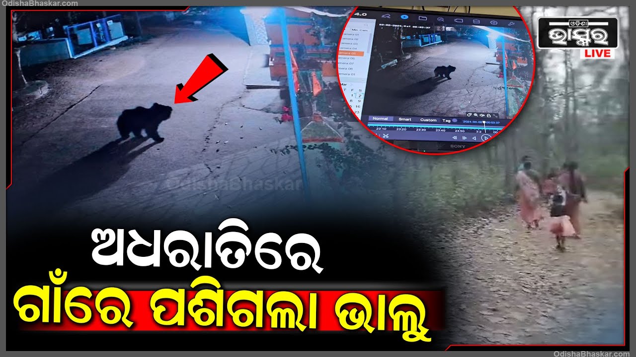 ରାତିଅଧରେ ଗାଁକୁ ପଶି ଆସିଲା ଭାଲୁ Iସଞ୍ଜ ନଇଁଲେ ଗାଁ ଲୋକେ ଘରୁ ପଦାକୁ ବାହାରୁ ନାହାଁନ୍ତି