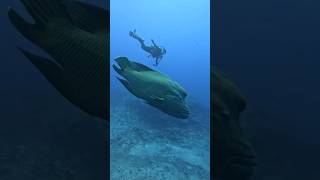 The largest creatures in the ocean