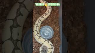 WARNING ⚠️ LIVE FEEDING #warning #live #feed #feeding #livefeed #ballpython #reptiles #wildlife #bp