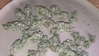 Mrdank Weed Full Update And Harvest Sour D
