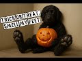 Trick or Treat, Smell my Feet | Best Halloween Song #halloween #halloweenmusic