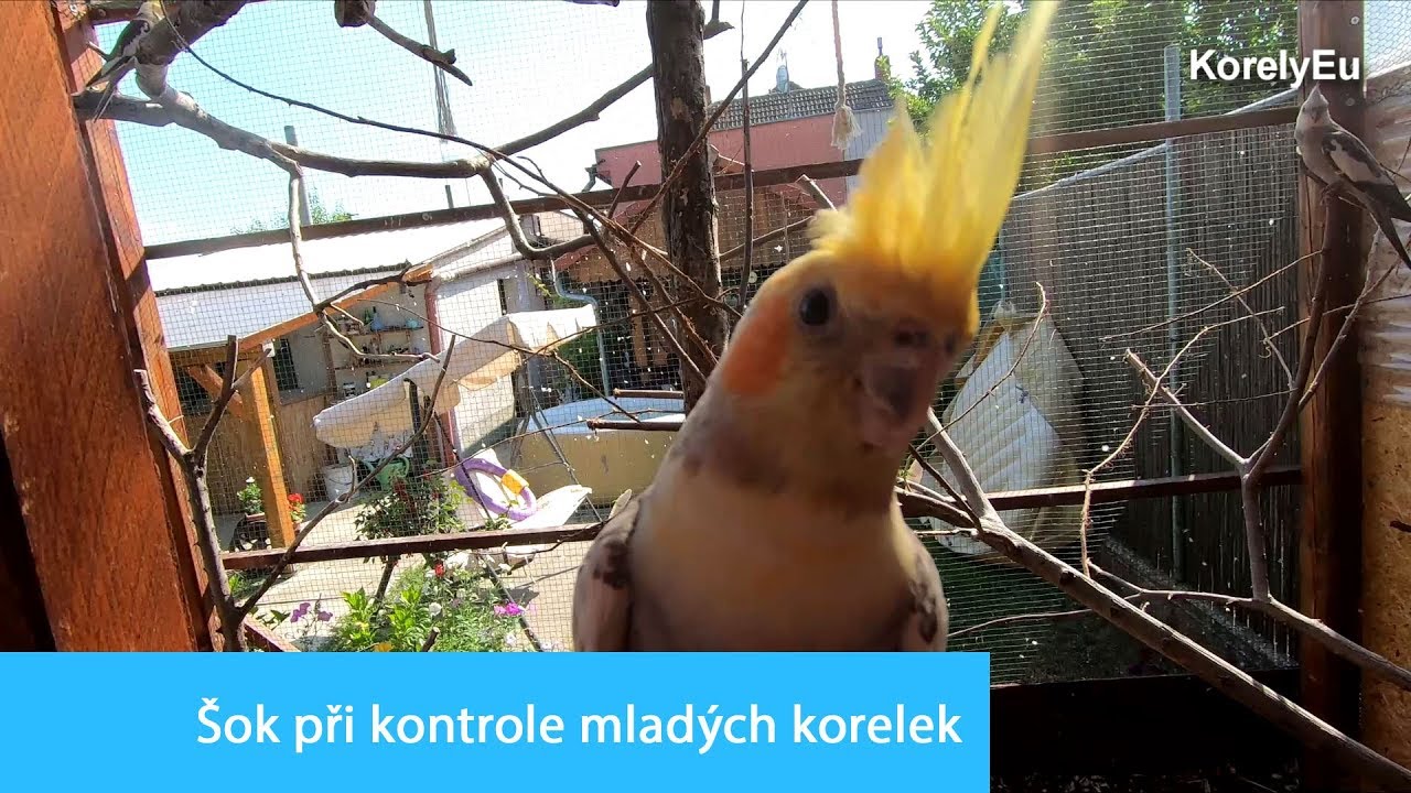 Šok při kontrole mladých korelek │KorelyEu