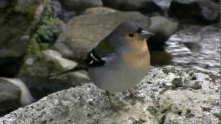 Flora And Fauna In The Levada Walk- Chaffinch Fringilla Coelebs Maderensis