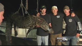 Gator Hunting Round One Wraps Up Sunday Morning