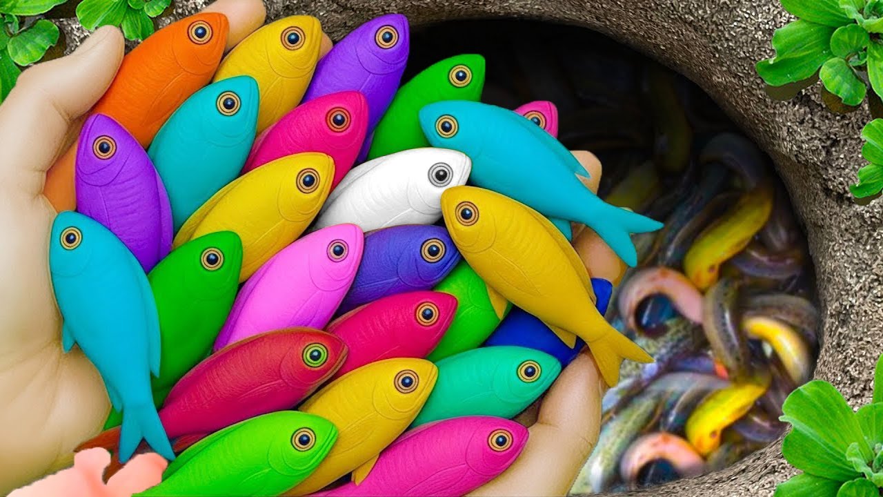 Catch beautiful aquarium fish in small pond: baby turtles, eels, pencil fish, guppies blu, iguanas.