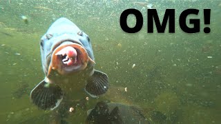 Cruel Fish Eat Newborns Of...