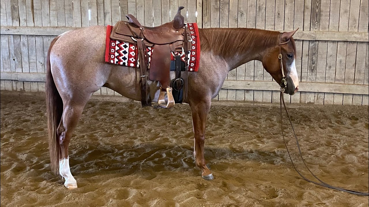 Ribeye 2019 AQHA Red Roan Gelding - YouTube
