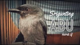 Srigunting abu gacor isian tengkek buto