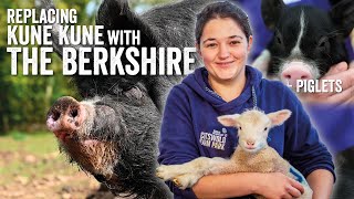 The Perfect replacement for Kune Kune pigs - The Berkshire Pig - Fridays with Fran Ep26