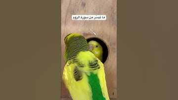 #سورة_الروم #قرآن #ثقافة_إسلامية #العراق #اكسبلور #طيور #البادجي #امريكا #quran #birds #budgies #us