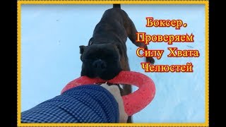 Немецкий Боксер. Проверяем силу Челюстей. Сильная Собака Немецкий Боксер. Проверяем силу Челюстей. Сильная Собака