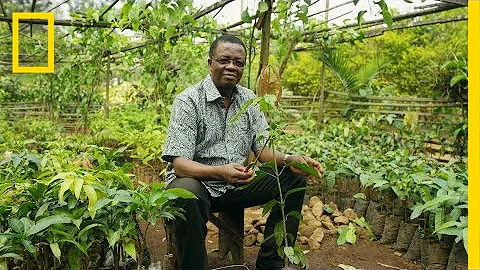 How Growing Trees Helps Fight Poverty in Cameroon | National Geographic