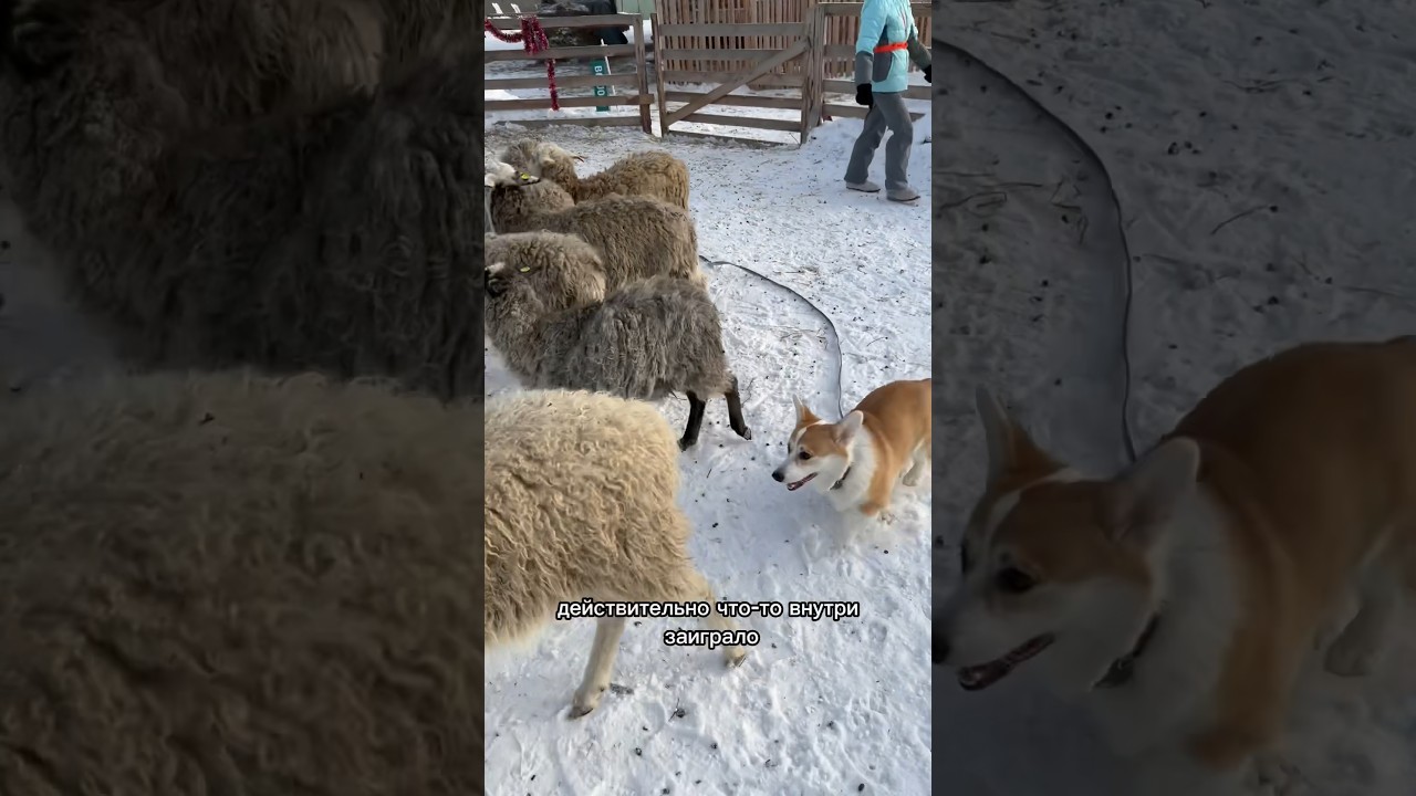 я теперь настоящий пастух! 🐑 #коргипемброк #прикол #corgi #корги #коргипастух