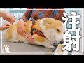 【年に一度の】注射が怖いコーギーと病院でこの世の終わりのような断末魔をあげるチワワ