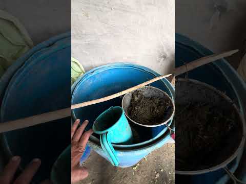 thrips control best insecticide | ras chusak kito ki dava | safed machhar ke liye dawai