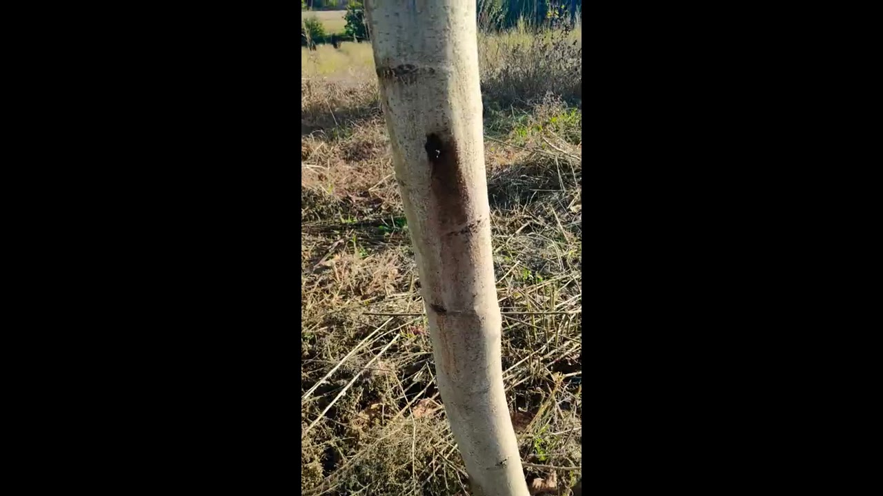 Αντιμετωπίση ζευζερα (Zeuzera pyrina) σε δέντρο καρυδιάς.🐛