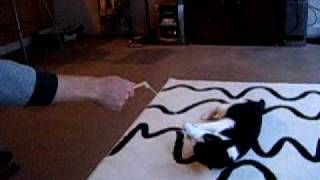 Gibson with catnip toy-Christmas 2009.AVI