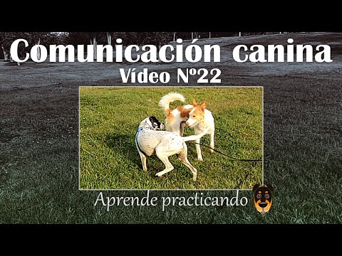 Vídeo: Comunicació Canina: Com Interpretar El Gos