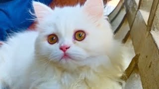 Persian cat food recipe/#persian #catfood #homemadecatfood #malayalam #petlover by Ponnu & Friends 628 views 1 year ago 2 minutes, 15 seconds