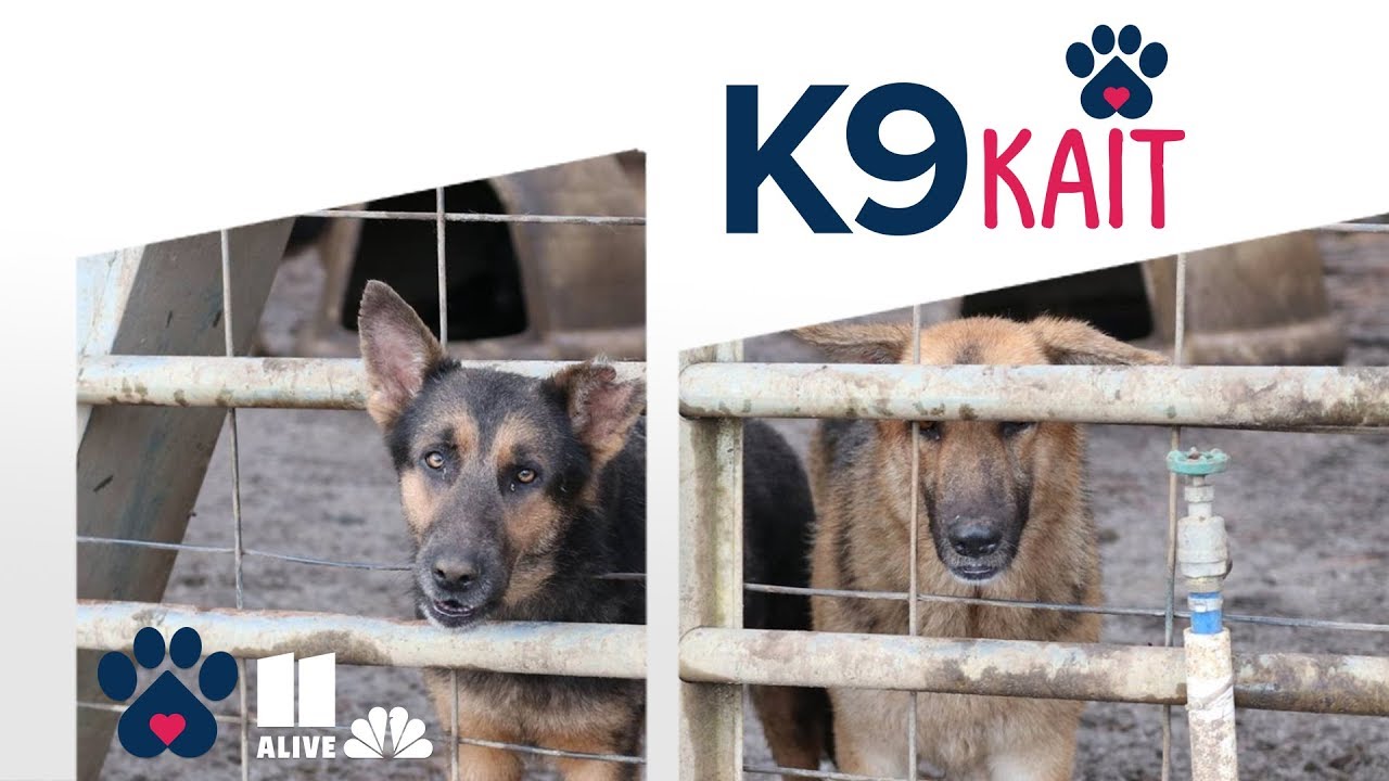 Atlanta Humane Society: More than 150 dogs found in neglectful conditions