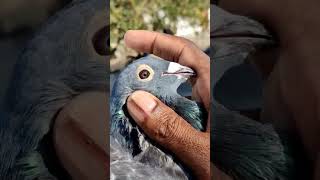 How to identify racing pigeon #viral #pigeon #pigeonsworld7