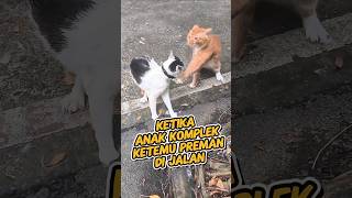 Siapa yg punya pengalaman sama? #cat #kucing #kucinggarong #bullying #drama