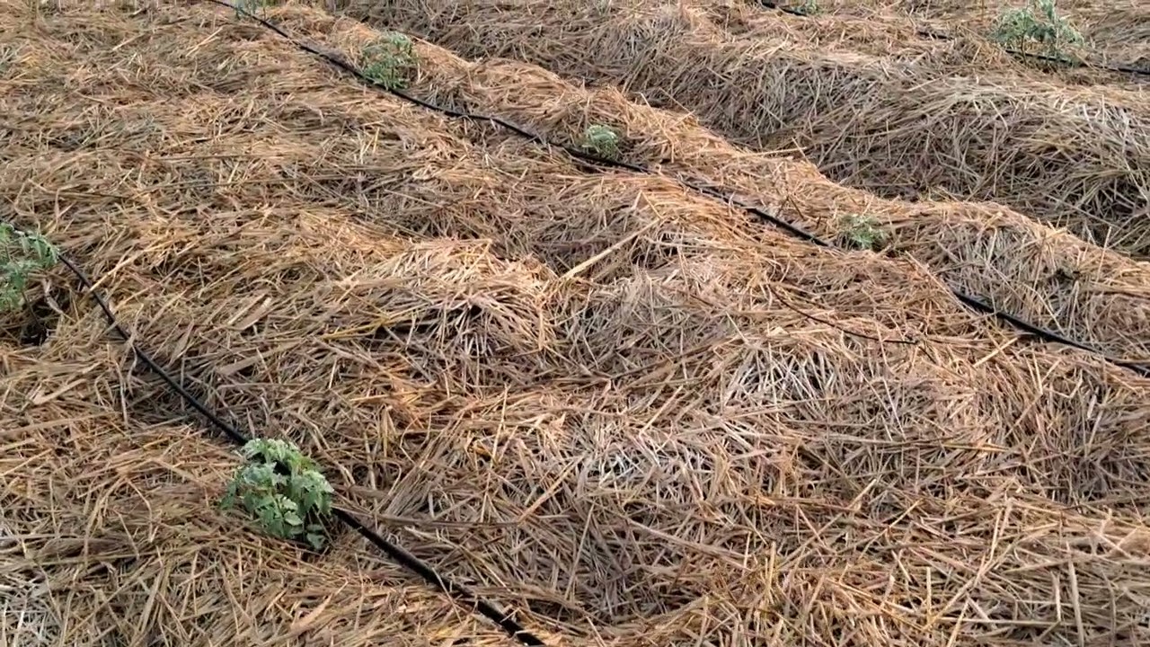 टमाटर की जैविक खेती ,  आर्गेनिक फार्मिग