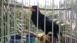 suara kicau burung beo full
