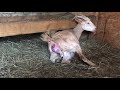 Lola our goat gives birth