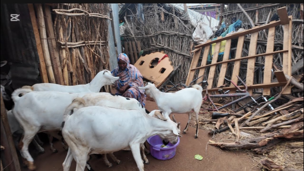 NOLOSHA QOXOTIGA SIDE LOGA AFURA