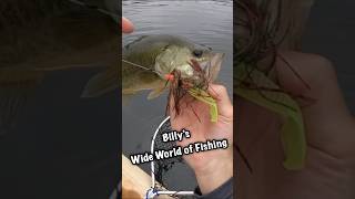 RAGE Tail … get’s’em every time!! # #bassfishing #kayakfishingtips #fishing