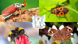 Изучаем насекомых и их звуки. Викторина о насекомых для детей