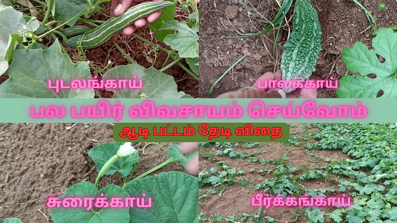 🥦🥔🍆🥕 Exploring the World of Bottle Gourd, Snake Gourd, Bitter Gourd