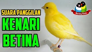 AMPUH BENER..!! Pancingan Suara Panggilan Kenari Betina