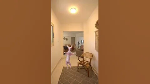 Video 5932291: cat dance funny sphynx, sphynx cat cute dance, sphynx funny catlover, catlover sphynx animals