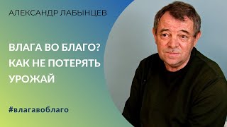 Влага во благо? 7 вопросов агроконсультанту после дождливой весны 2023 | Как не потерять урожай