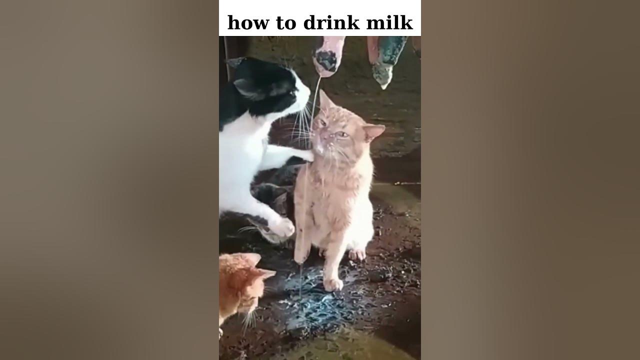 how-does-a-cat-drink-milk-shorts-cat-funnycats-youtube