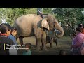 Man ELBOWS Baby Elephant at Chitwan Elephant Festival