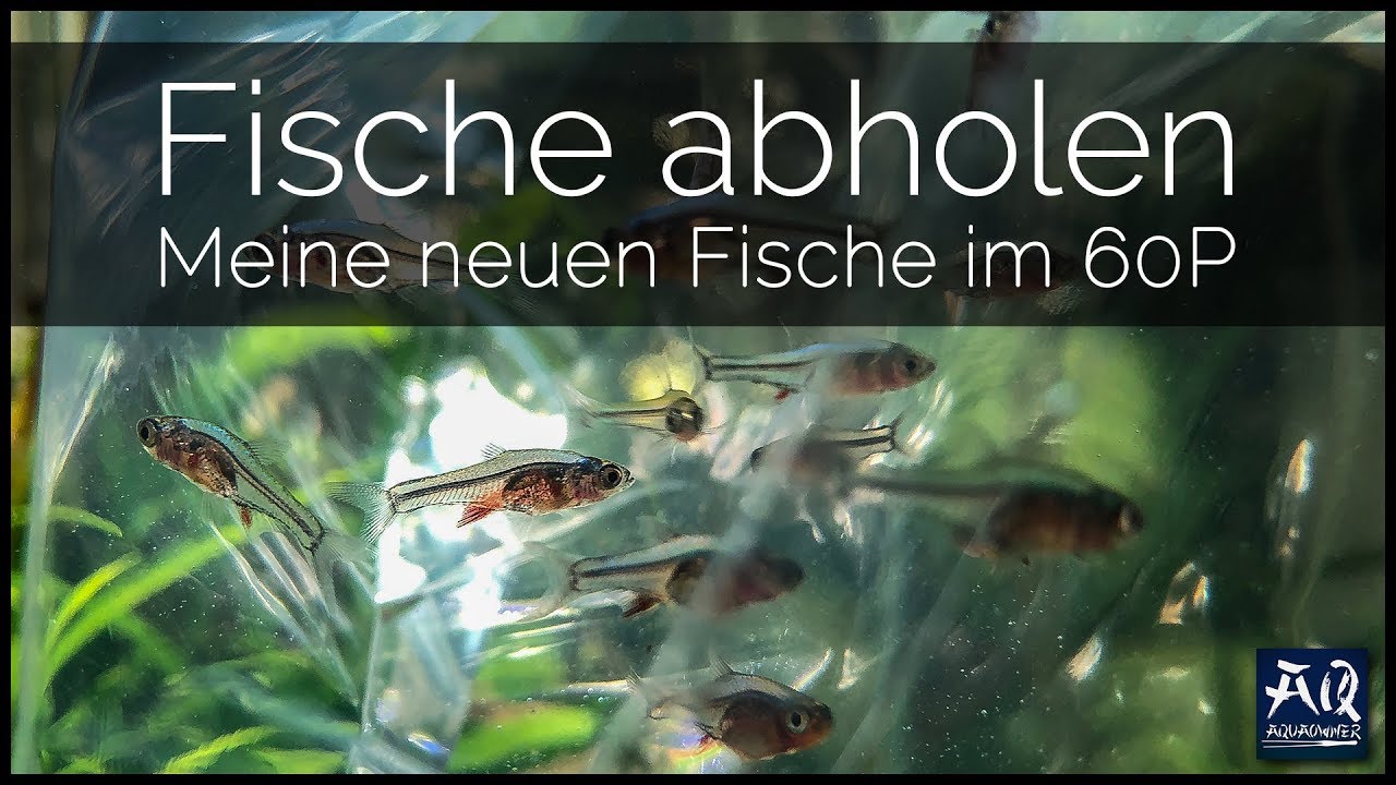 ich hole ich hole