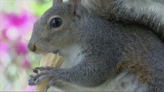 Meet Putter: the ice cream eating, golf playing squirrel!