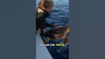 Shark Brings Injured Turtle to Humans for Help#shorts #animals #wildlife #fyp