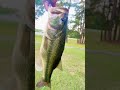 Pregnant bass!#bassfishing#arkansas #fishing#sponsorbuzz#sportfishing #subscribe#subscribemychannel