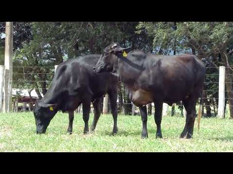 LOTE 27 • 25º LEILÃO MATRIZES TOP LEITE BELA VISTA • 879  863